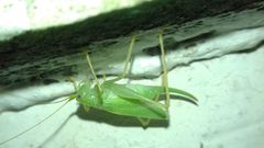 Meconema thalassinum