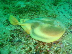 Cape Numbfish photo 3