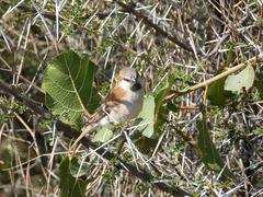 Passer motitensis motitensis
