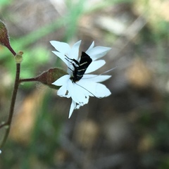 Adela trigrapha