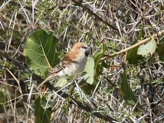 Passer motitensis motitensis