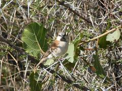 Passer motitensis motitensis