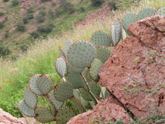 Opuntia rufida
