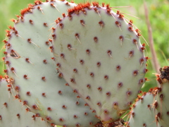 Opuntia rufida