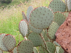 Opuntia rufida