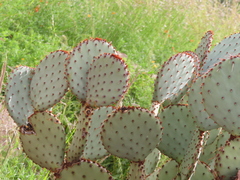 Opuntia rufida