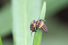 Coleomegilla maculata