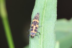 Coleomegilla maculata