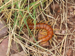 Scolopendra polymorpha