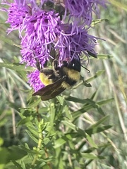 Bombus pensylvanicus