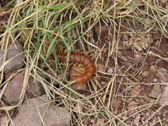 Scolopendra polymorpha