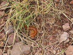 Scolopendra polymorpha