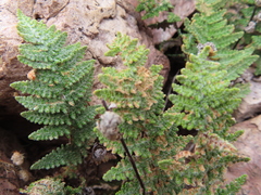 Myriopteris lindheimeri
