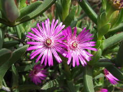 Ruschia diversifolia