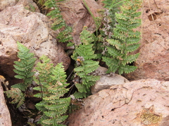 Myriopteris lindheimeri