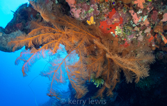 Plumapathes pennacea