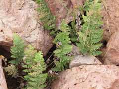 Myriopteris lindheimeri