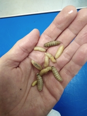 Cephenemyia stimulator