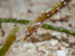 Amphelikturus dendriticus