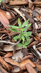 Richardia grandiflora
