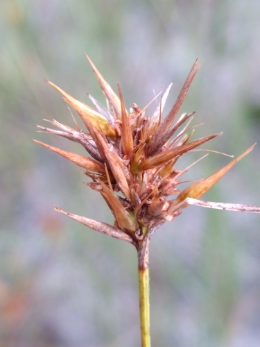 Image of Rhynchospora megaplumosa by (c) Scott Ward, some rights reserved (CC BY)