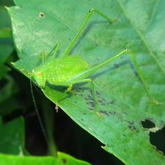 Phaneroptera