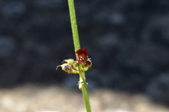 Scrophularia lyrata