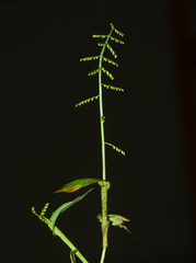 Paspalum canarae