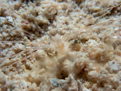 Botruanthus mexicanus