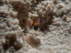 Blackfin Cardinalfish photo 2