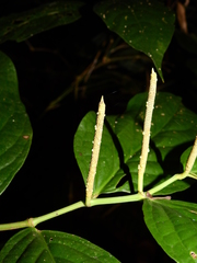 Piper glabrescens