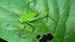 Phaneroptera