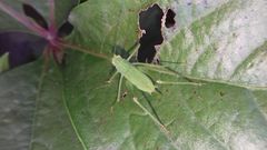 Phaneroptera