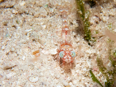 Metapenaeopsis goodei