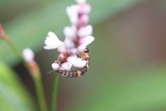 Coleomegilla maculata