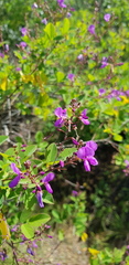 Desmodium orbiculare