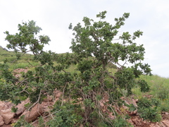Quercus chihuahuensis