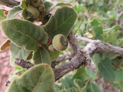 Quercus chihuahuensis