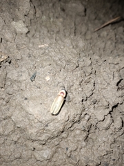 Photinus signaticollis