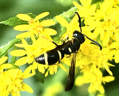 Parancistrocerus perennis