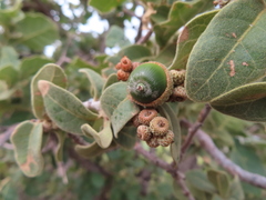 Quercus chihuahuensis