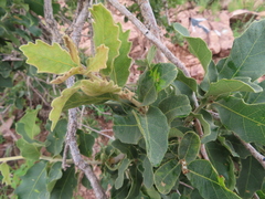 Quercus chihuahuensis