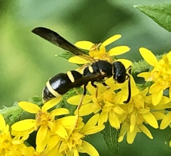Parancistrocerus perennis