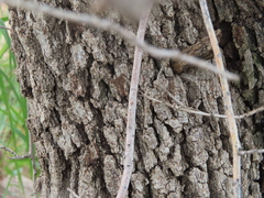 Quercus chihuahuensis