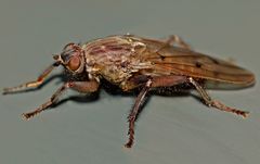 Maorimyia bipunctata
