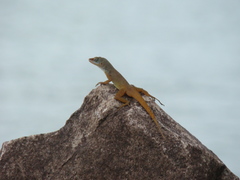Anolis luciae
