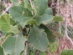 Quercus chihuahuensis