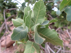Quercus chihuahuensis