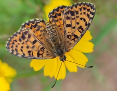 Melitaea trivia