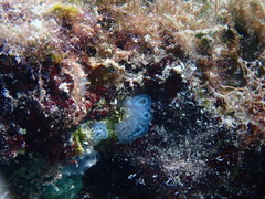 Polycitoridae